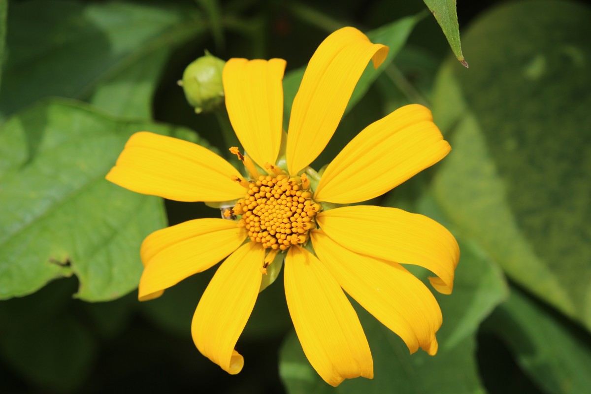 Tithonia diversifolia (Hemsl.) A.Gray